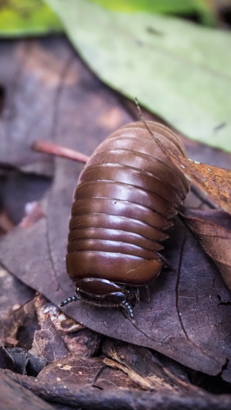 Khao Yai Jeden Z Najpi Kniejszych Park W Narodowych W Tajlandii Pin