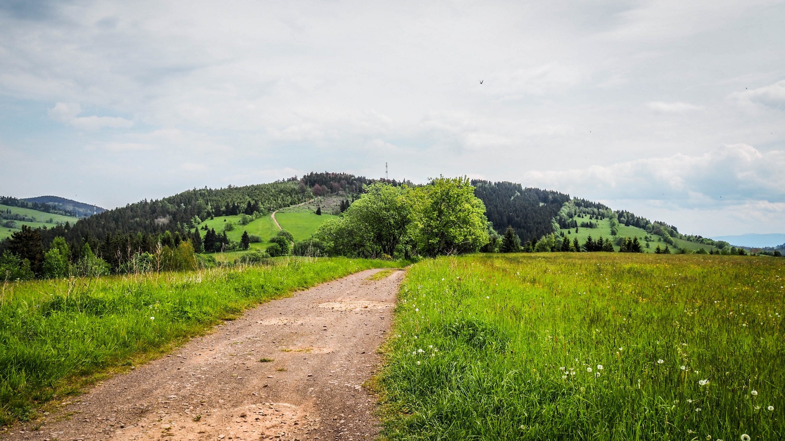 Main Sudetes Trail (Stage 8): Andrzejówka Hut - Zygmuntówka Hut - Pin ...