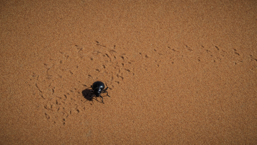 Merzouga, Morocco