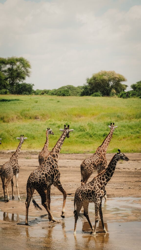 Tarangire, Tanzania