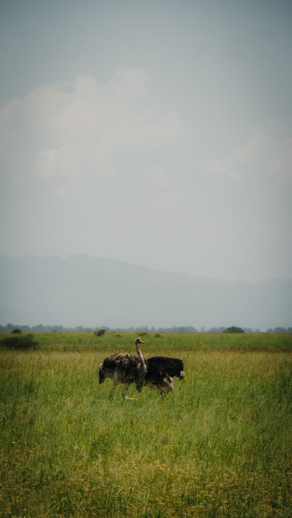 Tarangire, Tanzania