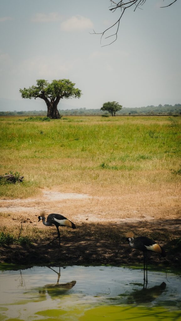 Tarangire, Tanzania