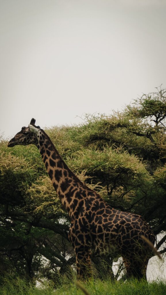 Tarangire, Tanzania