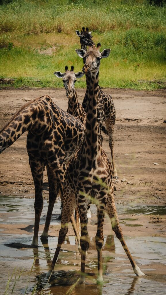 Tarangire, Tanzania