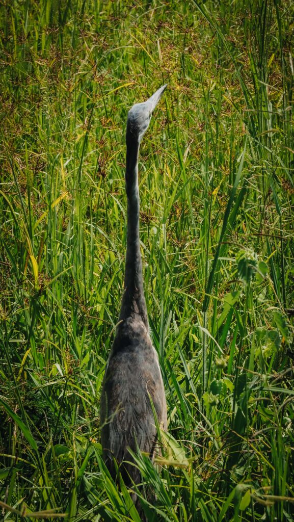 Tarangire, Tanzania