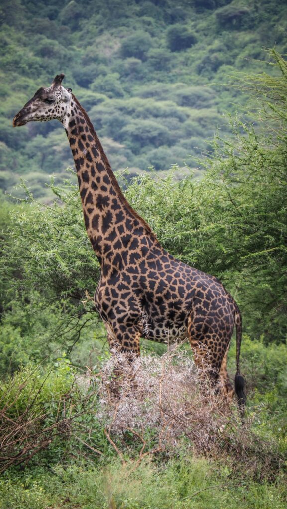 Lake Manyara, Tanzania