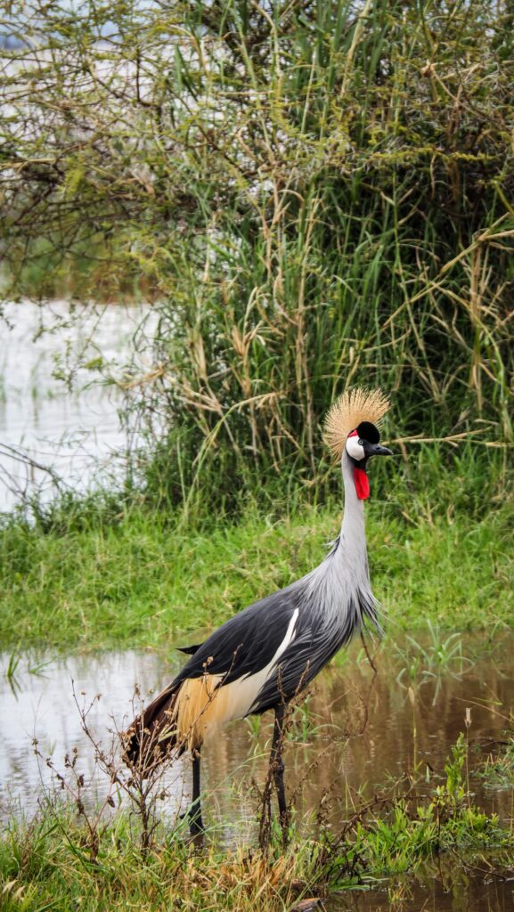 Lake Manyara, Tanzania