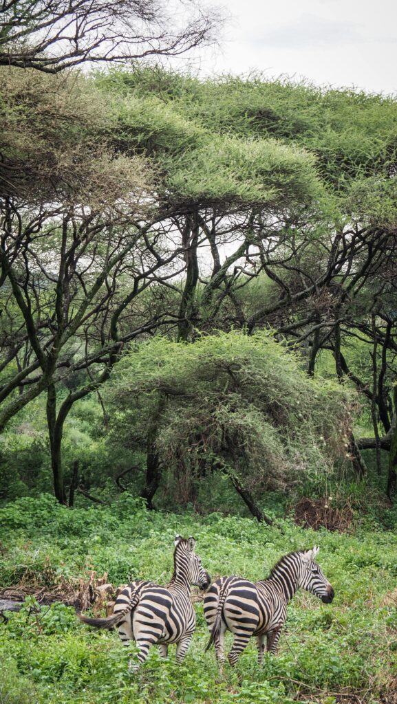 Lake Manyara, Tanzania