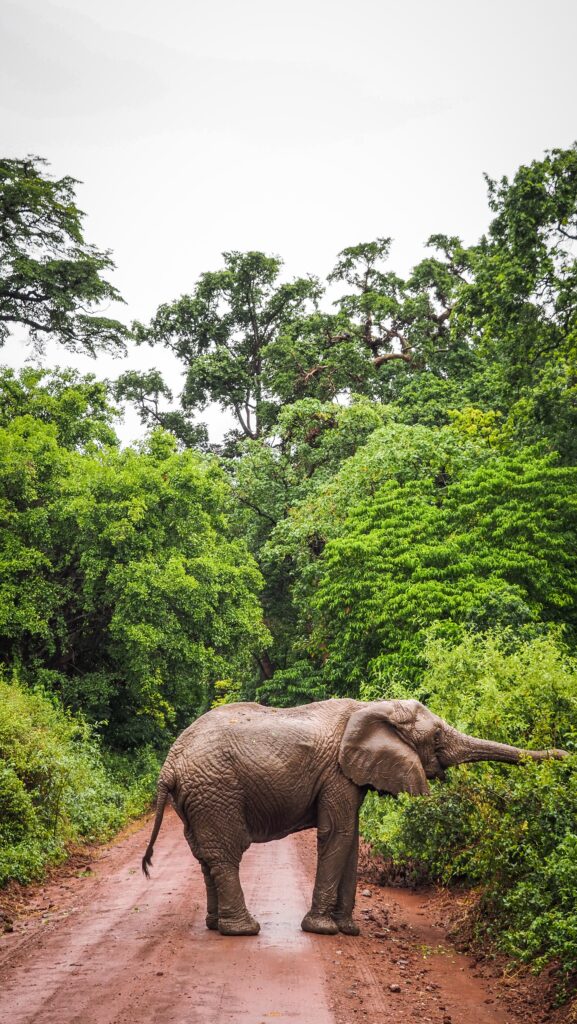 Lake Manyara, Tanzania