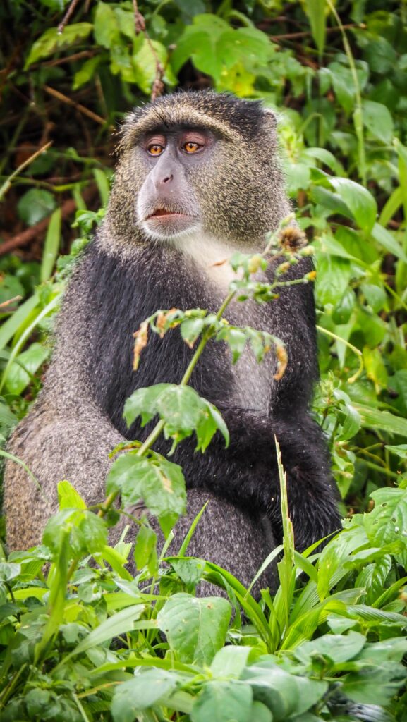 Lake Manyara, Tanzania