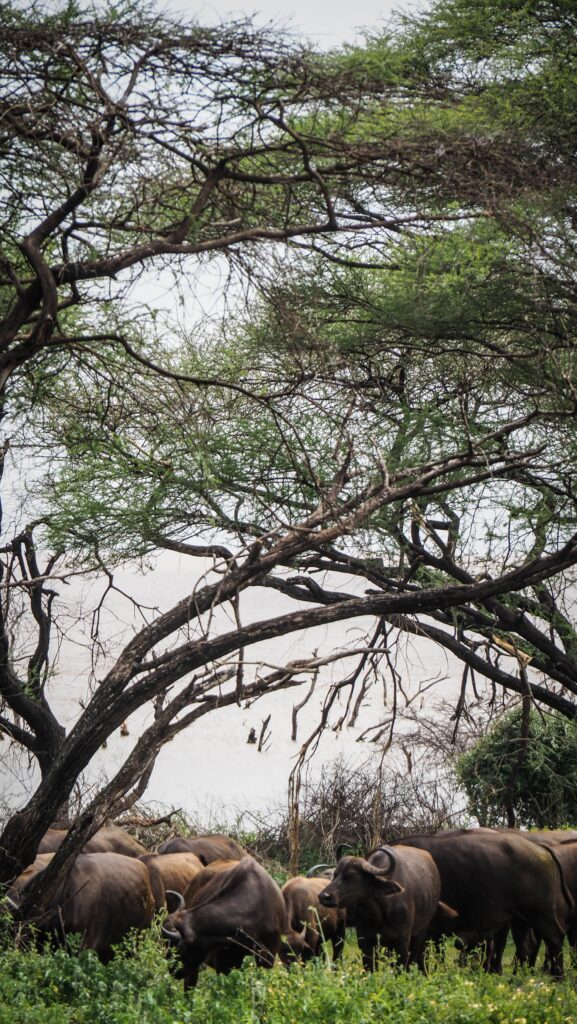 Lake Manyara, Tanzania