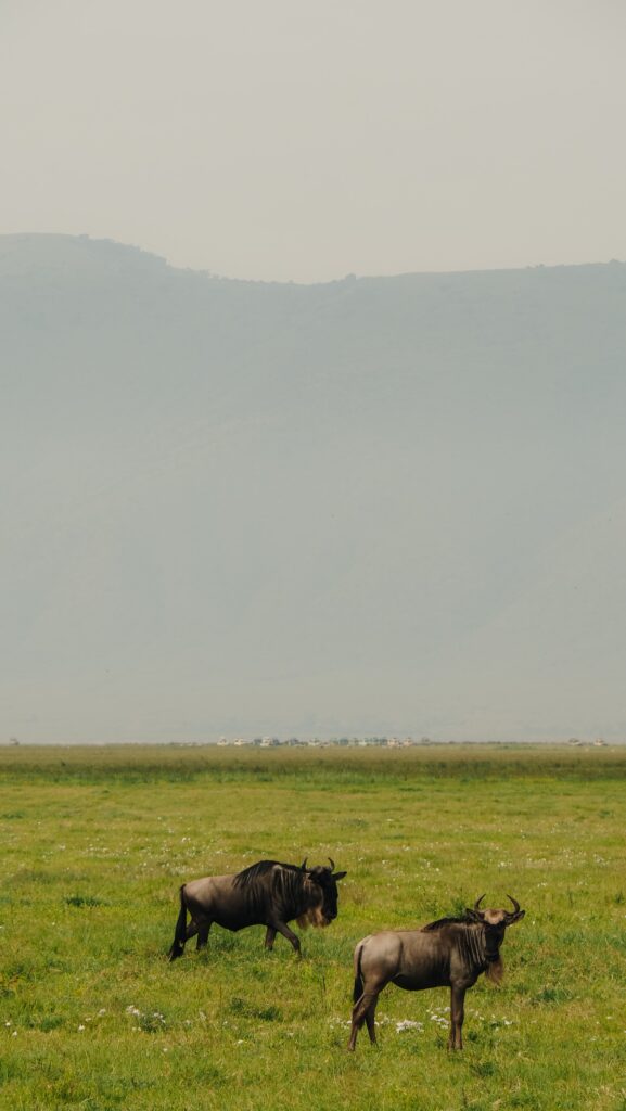 Ngorongoro Crater, Tanzania