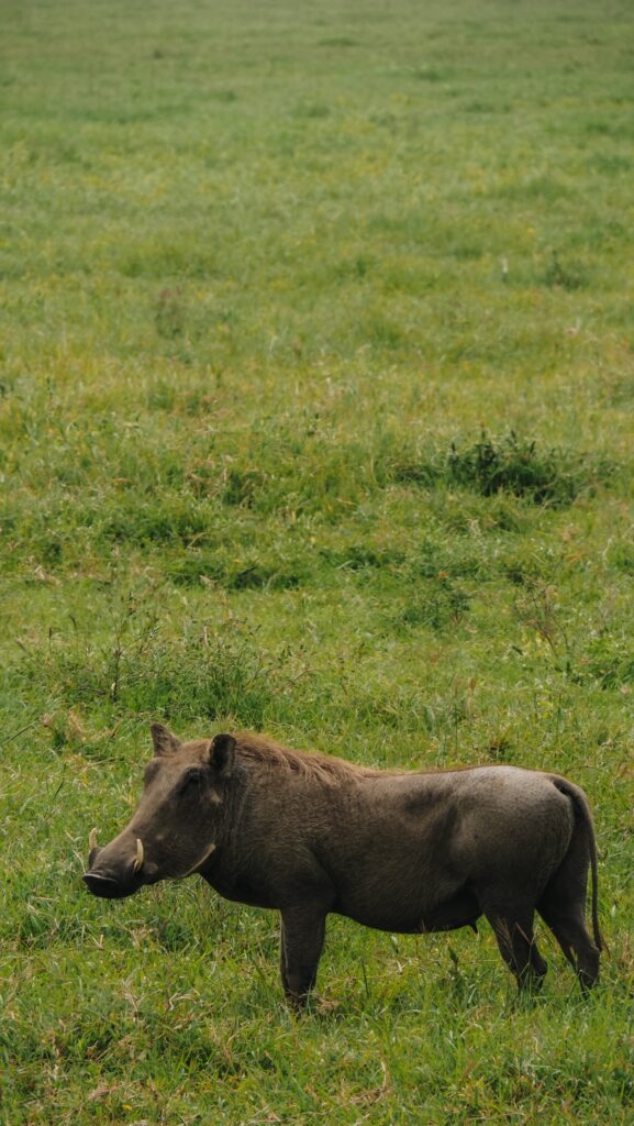 Ngorongoro Crater, Tanzania