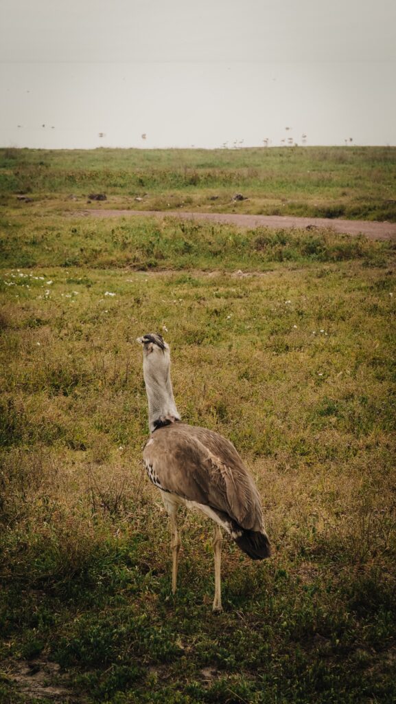 Ngorongoro Crater, Tanzania