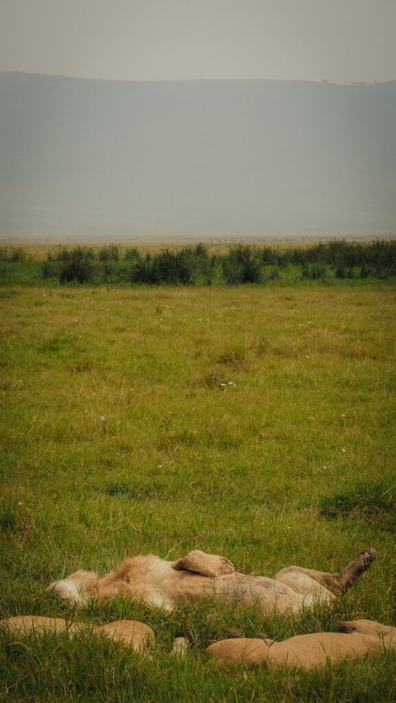 Ngorongoro Crater, Tanzania