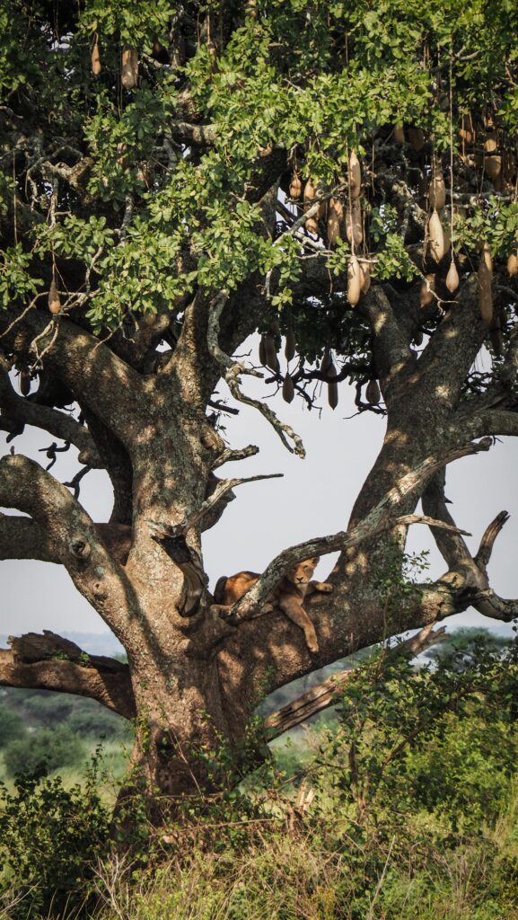 Serengeti, Tanzania