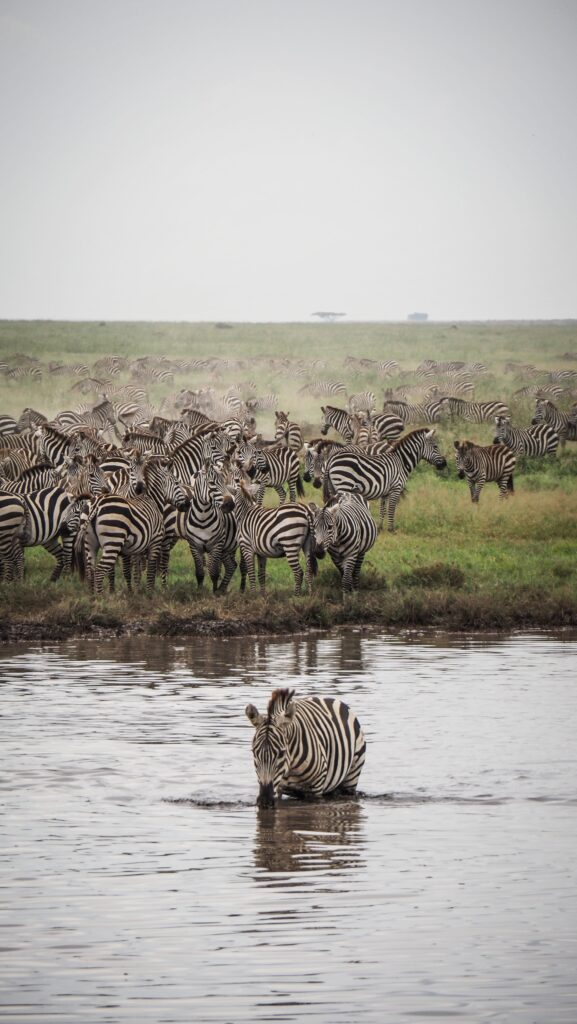 Serengeti, Tanzania