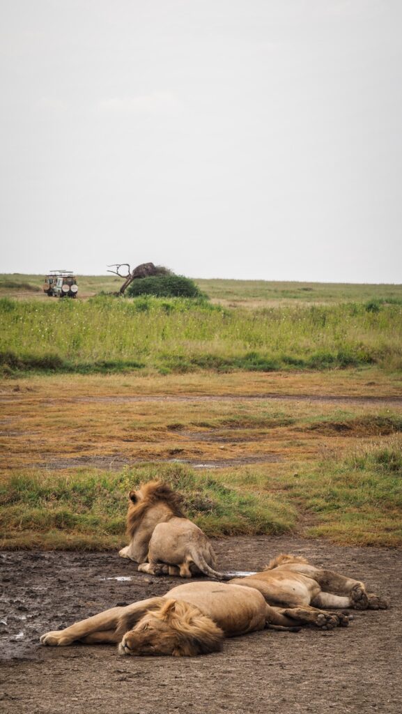 Serengeti, Tanzania