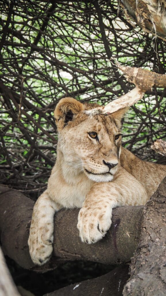 Serengeti, Tanzania