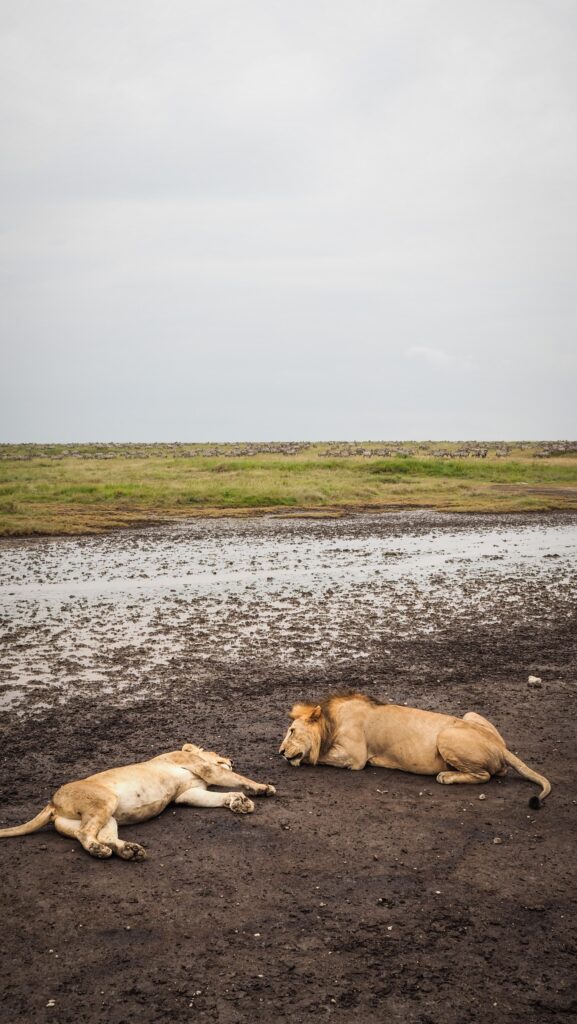 Serengeti, Tanzania