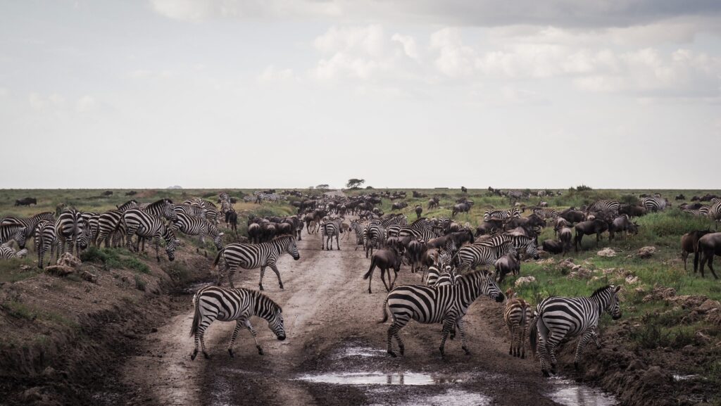 Serengeti, Tanzania