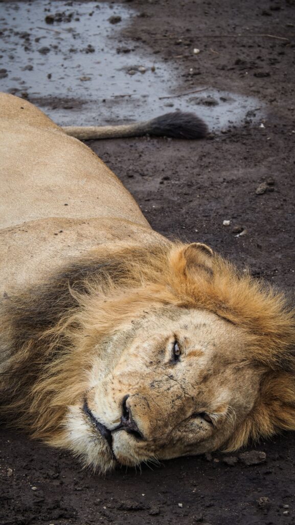 Serengeti, Tanzania