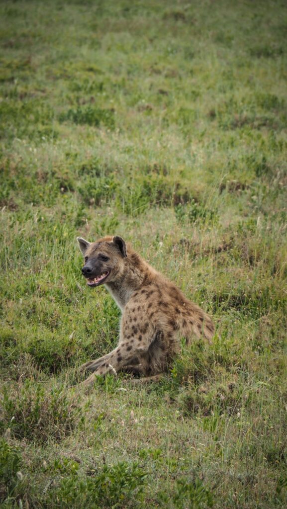 Serengeti, Tanzania