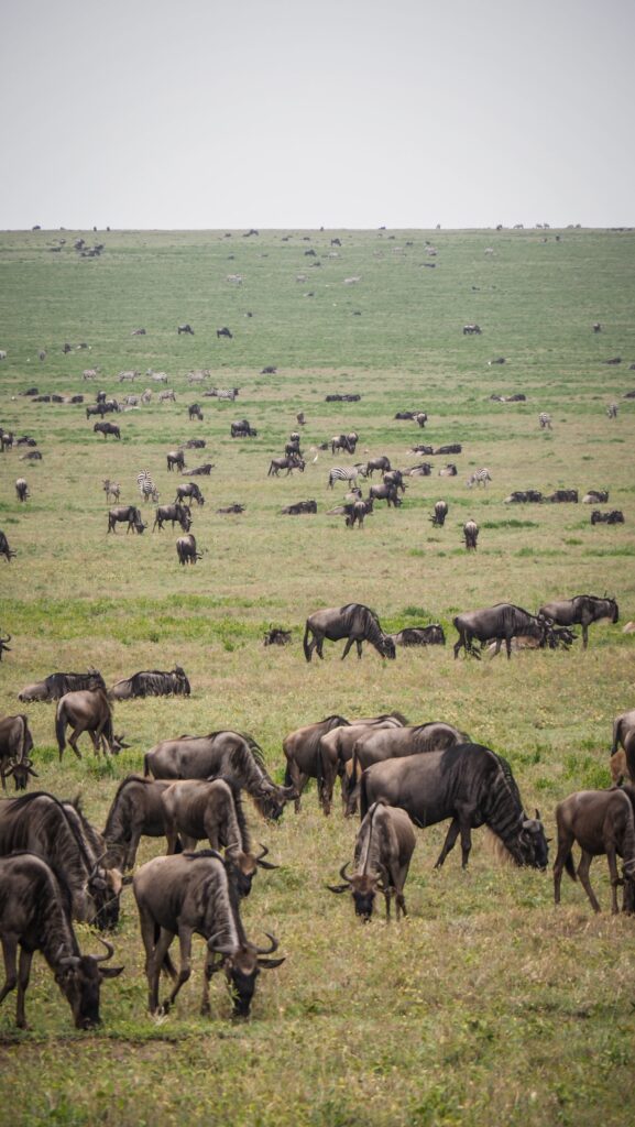 Serengeti, Tanzania