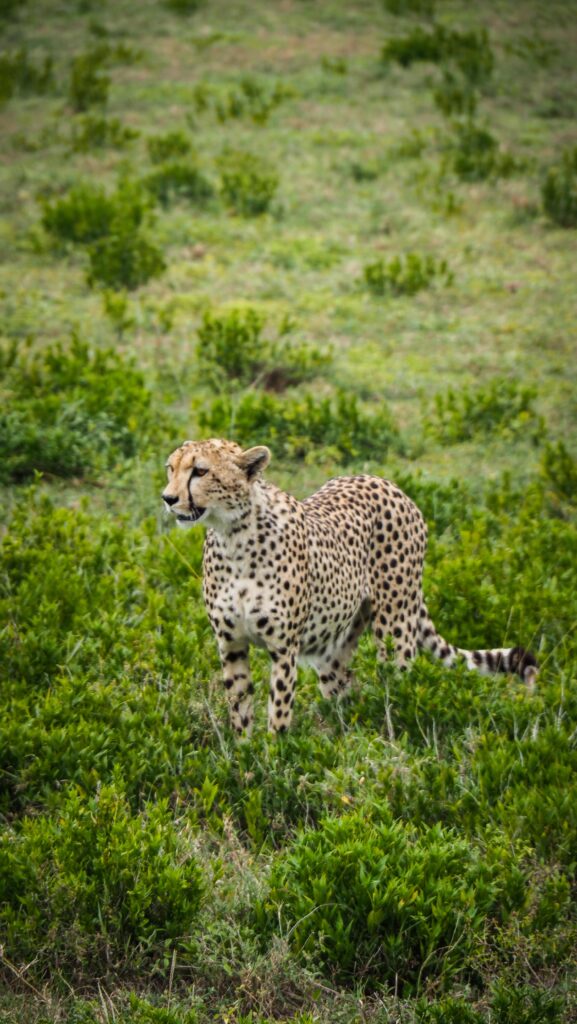 Serengeti, Tanzania