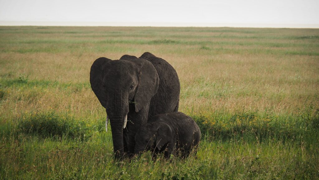 Serengeti, Tanzania