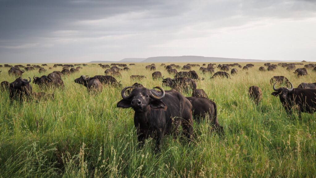 Serengeti, Tanzania