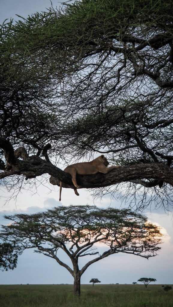 Serengeti, Tanzania