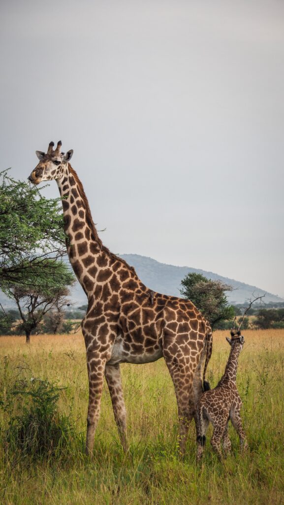 Serengeti, Tanzania