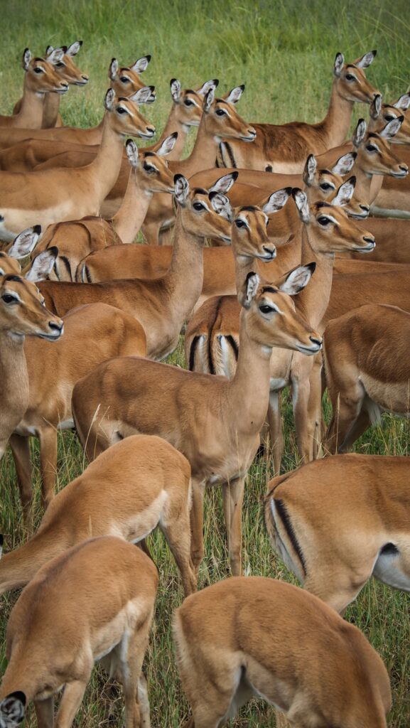 Serengeti, Tanzania