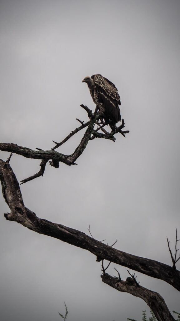 Serengeti, Tanzania