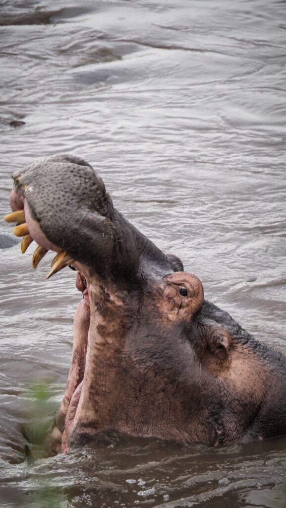 Serengeti, Tanzania