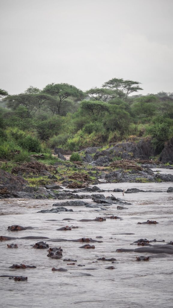 Serengeti, Tanzania